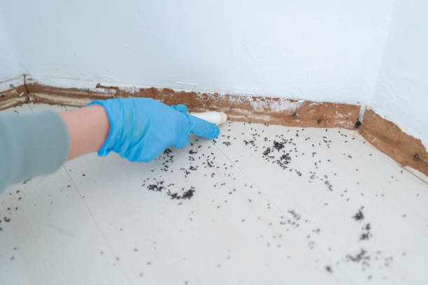 Professional Pest Control in Canfield, OH